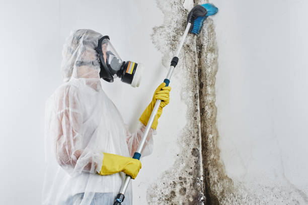 Best Residential Mold Remediation in Rossmoor, NJ