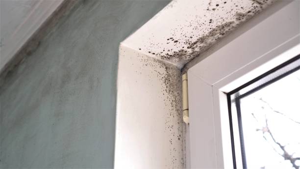 Best Industrial Mold Remediation in Rossmoor, NJ