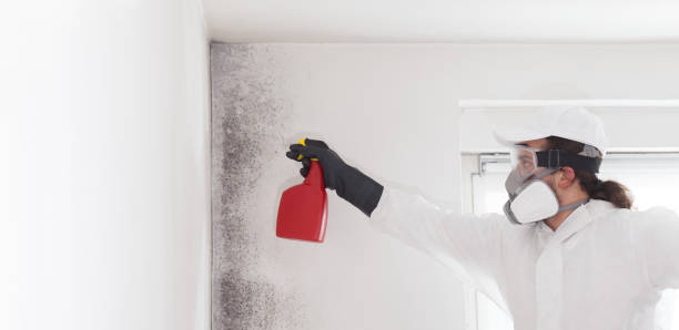 Best Localized Mold Remediation (e.g., coastal areas, humid climates) in Rossmoor, NJ